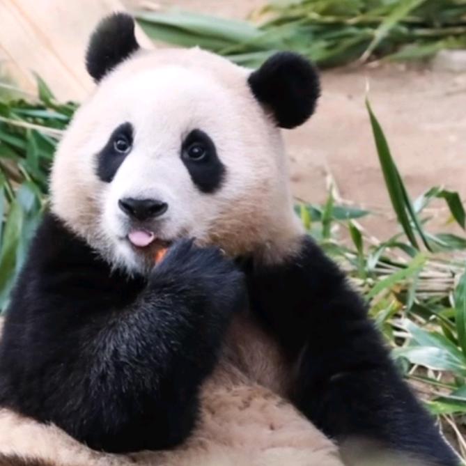 小宇倾城