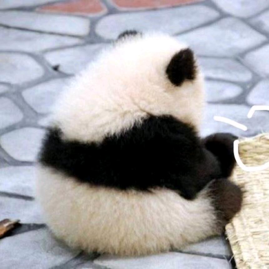 熊猫儿～