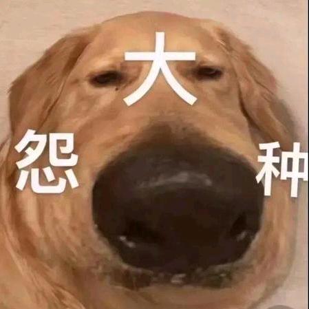 葱姜蒜囧