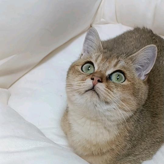 小胖猫
