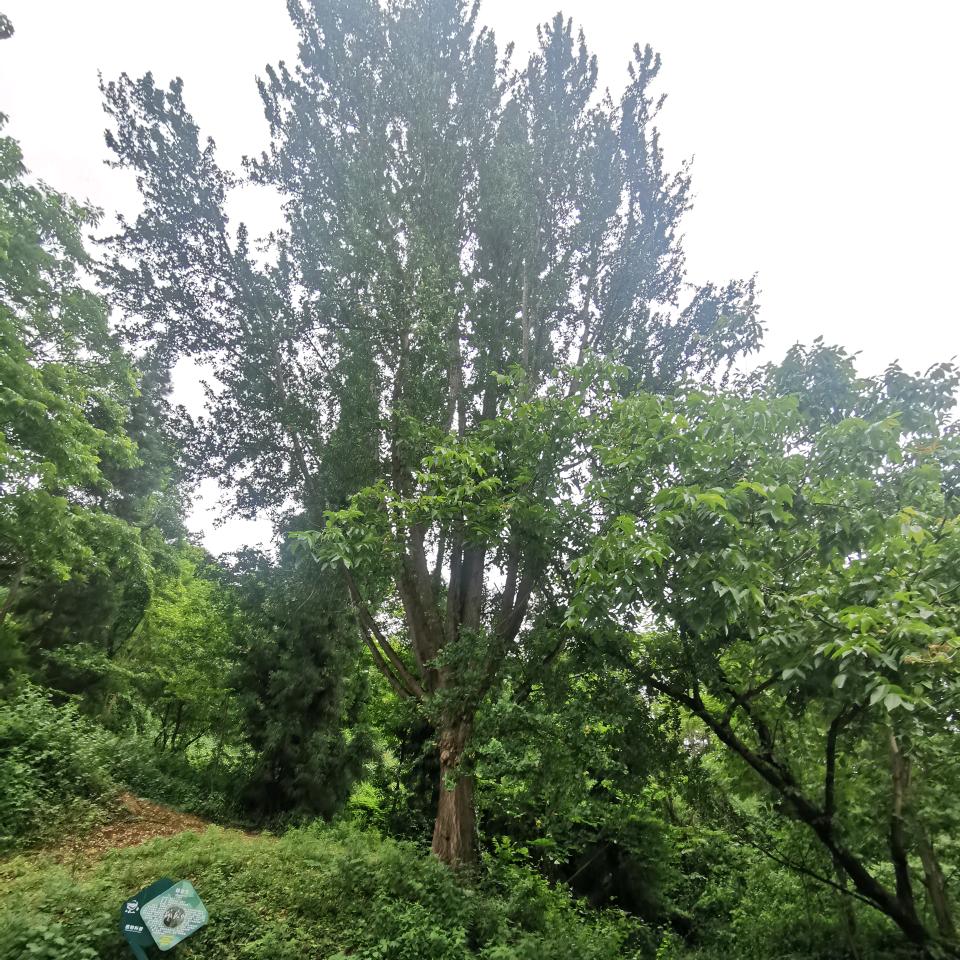 追梦人——赤子心