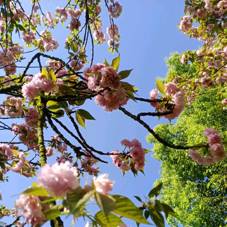 莲姐吖（请勿连赞）