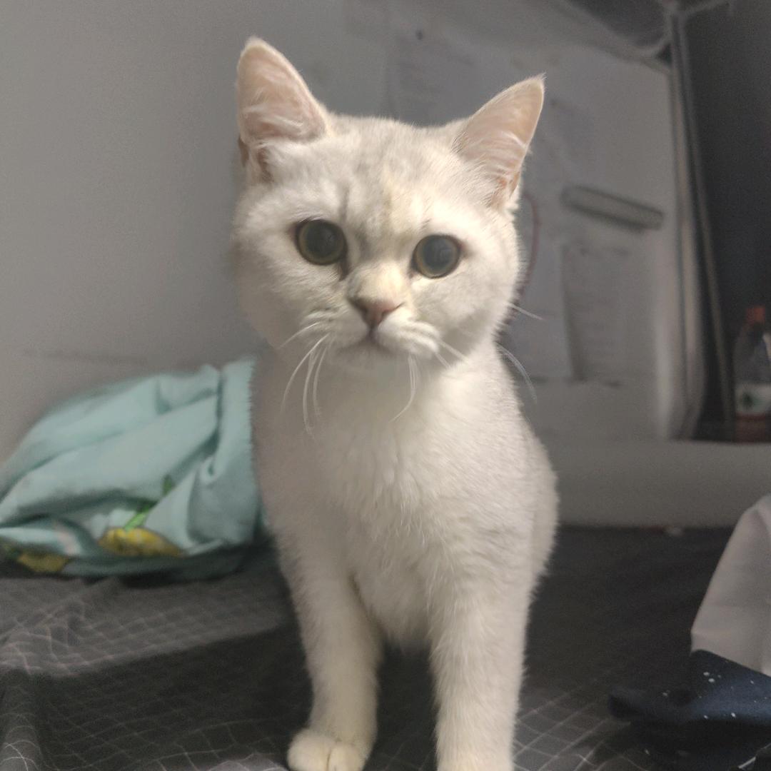 猫小弟