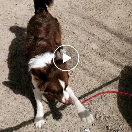 边牧饲养者  678