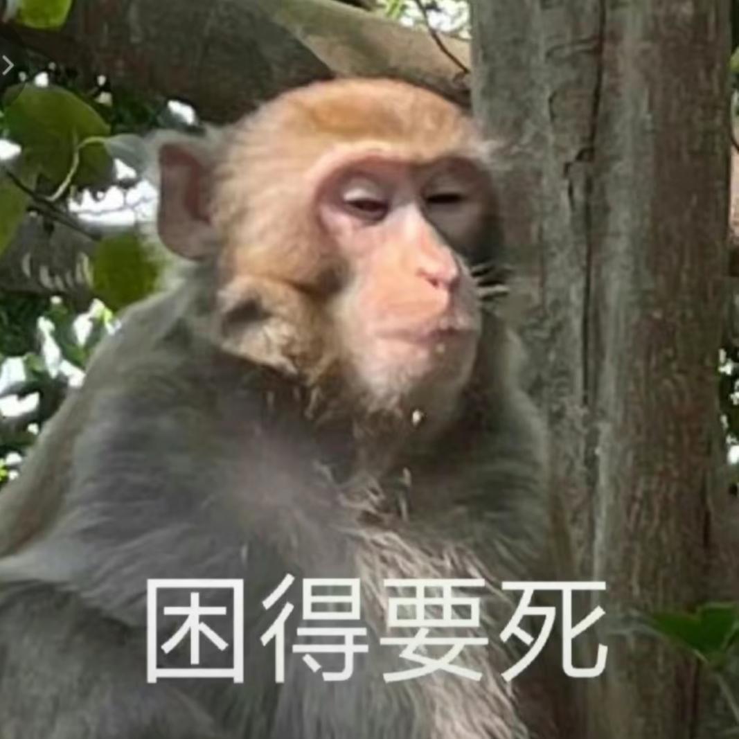 大马猴(马喽)