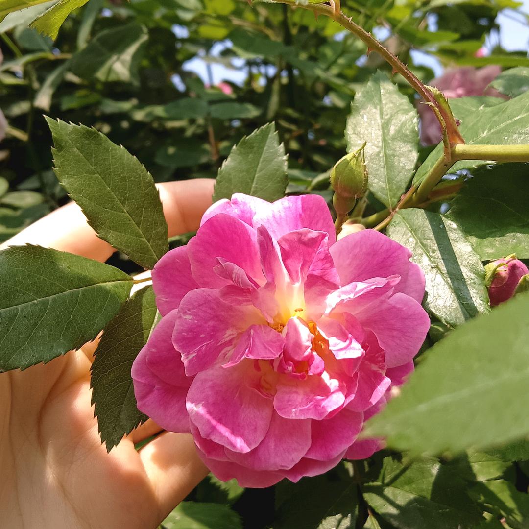 此号已被母上接管
