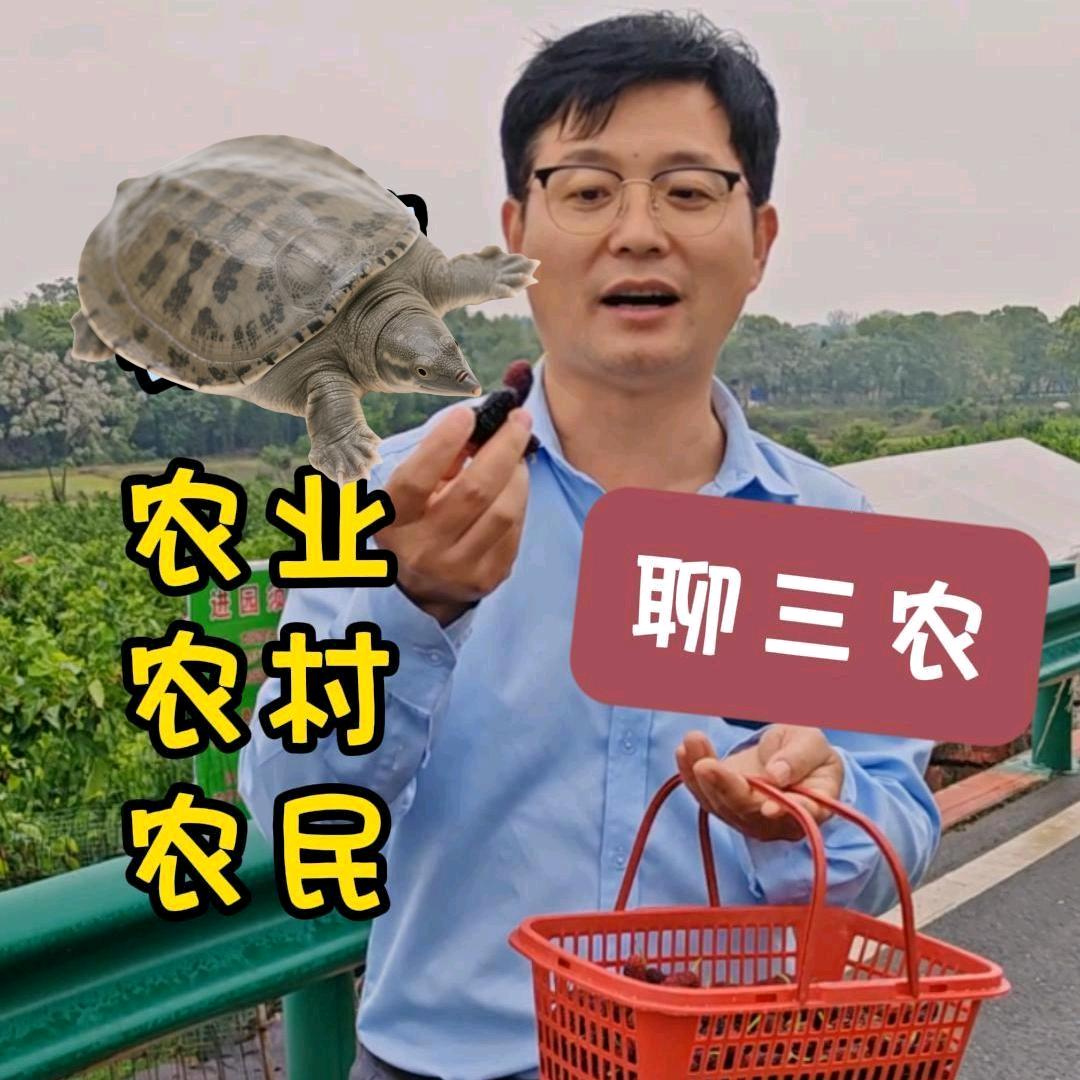 甲鱼周哥