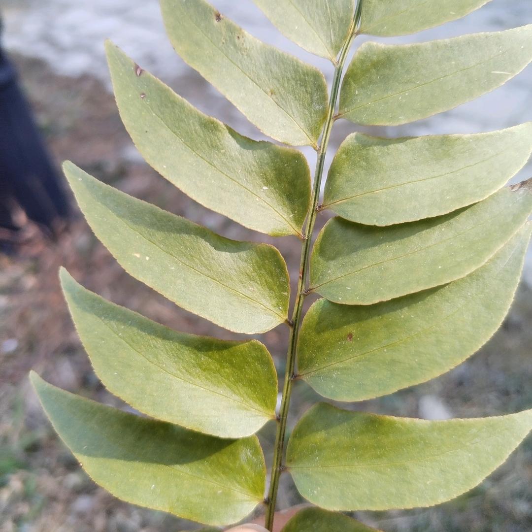 悠悠