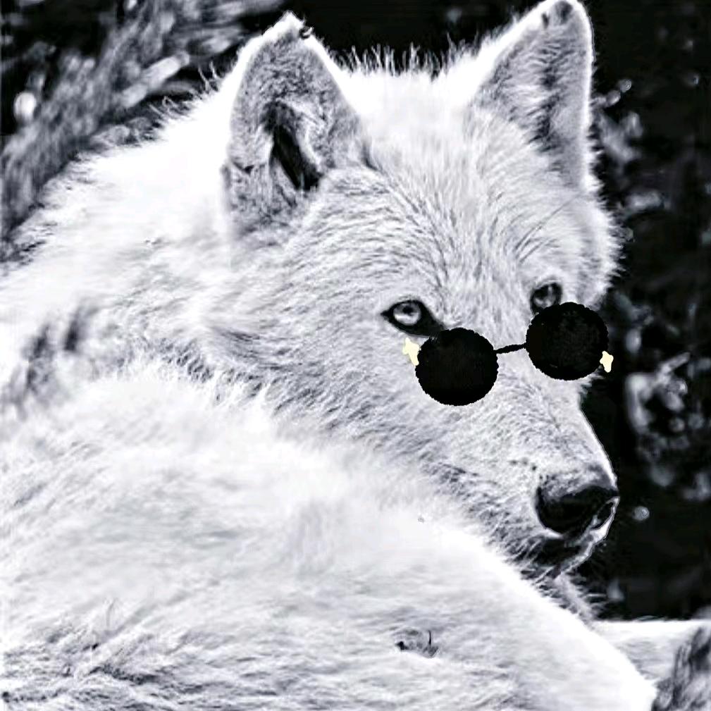 🐺狼啸天下🐺