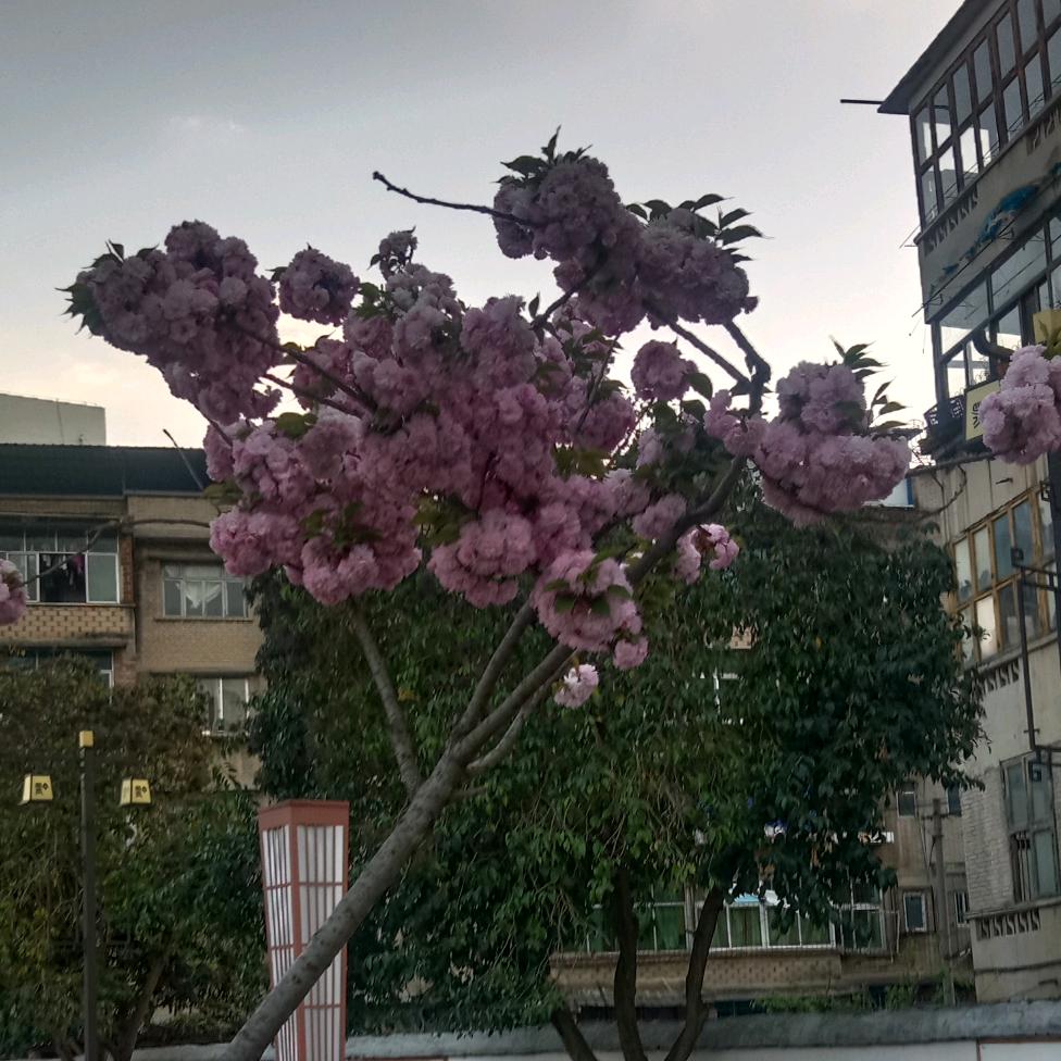 孤隐