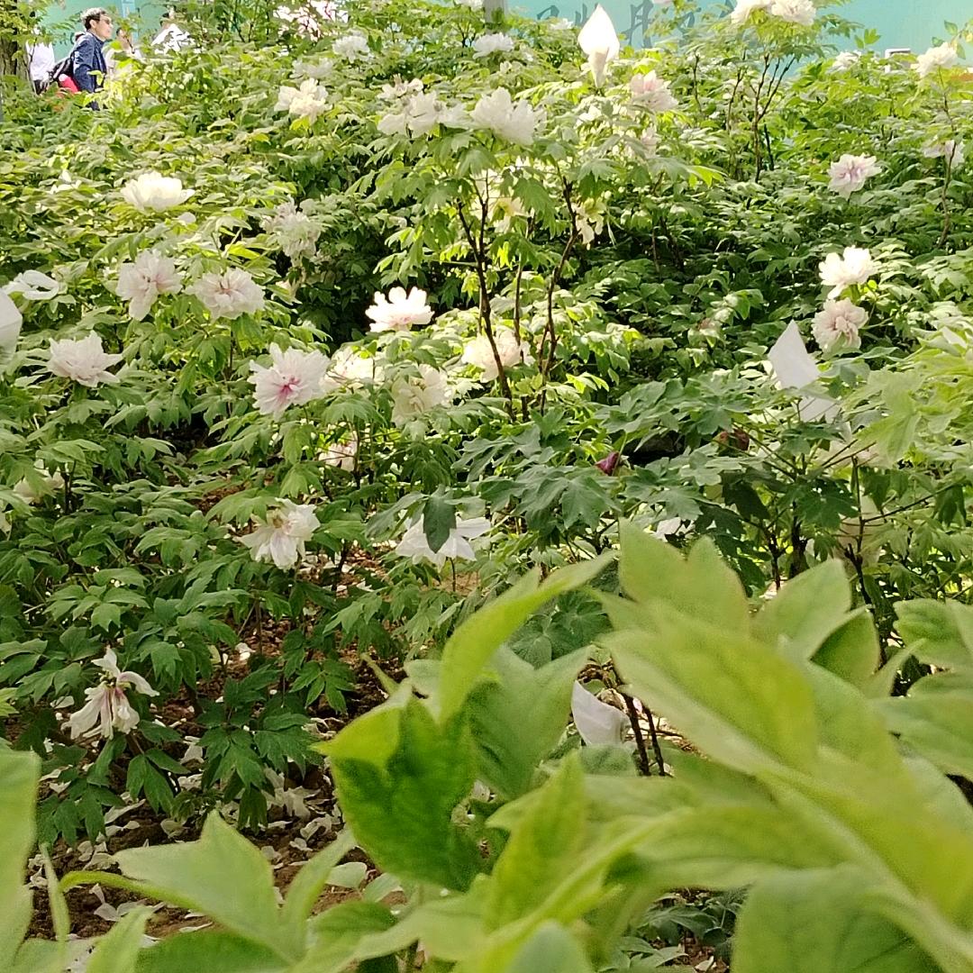 可爱的懒羊羊🌷