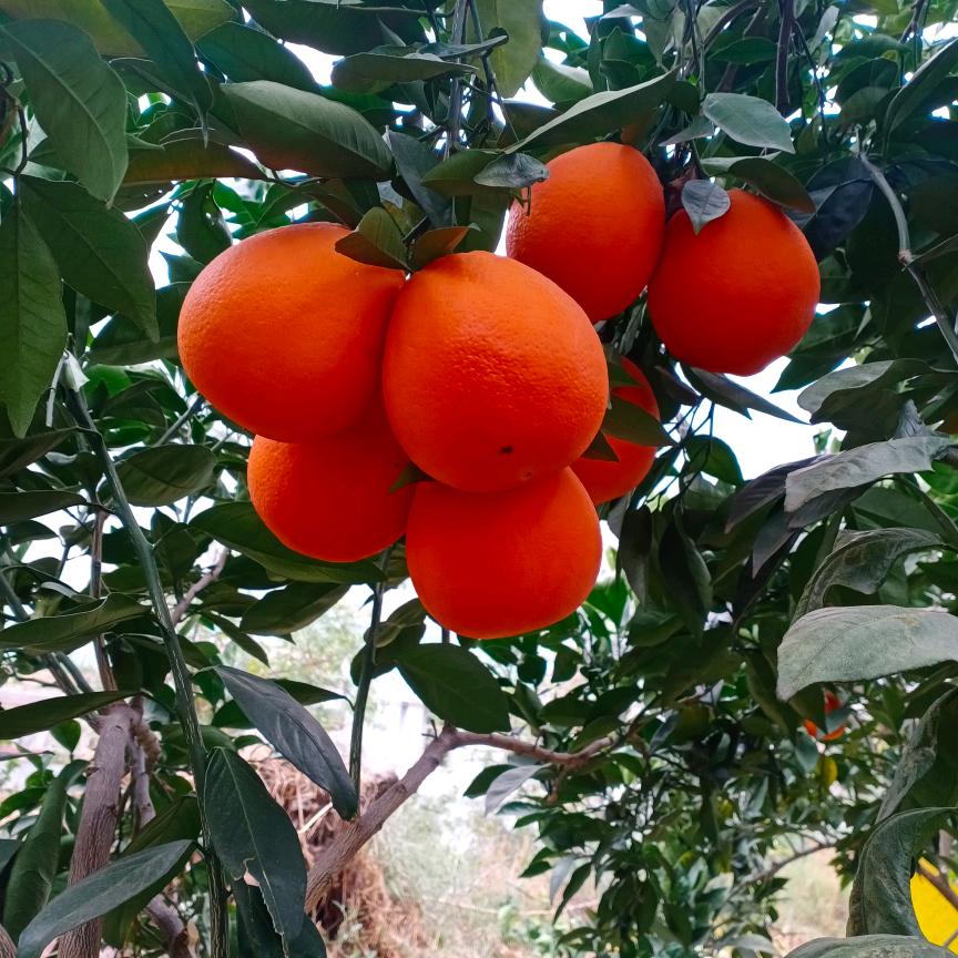 冬去春又回