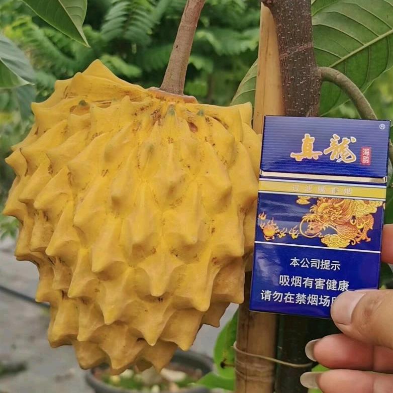 张生精选果苗