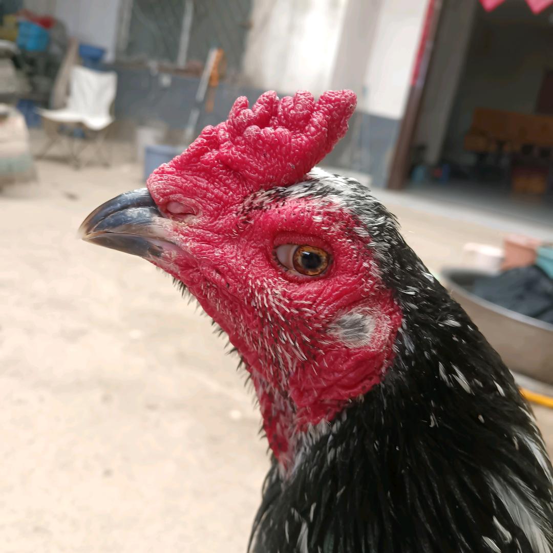 谯城区董松家禽养殖厂（个体工商户）