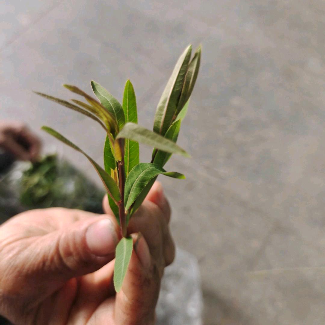 别来无恙