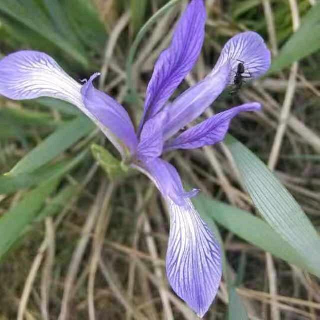 芦笛726