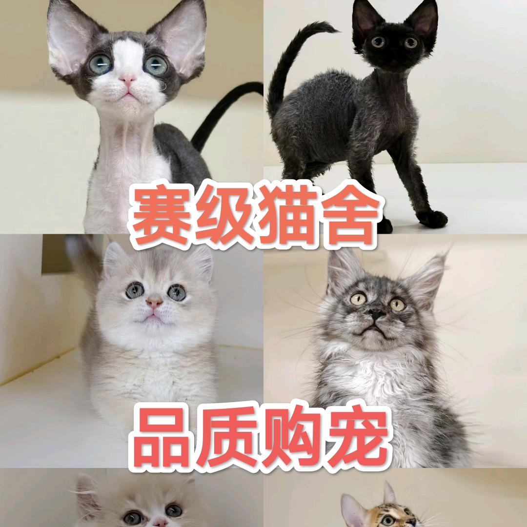 杭州赛级猫舍