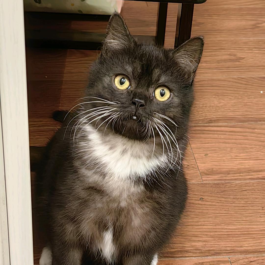 猫哥狗弟的日常