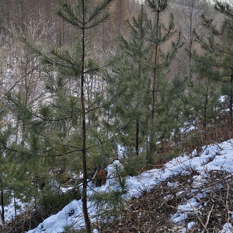 林下参有喜欢的加关注