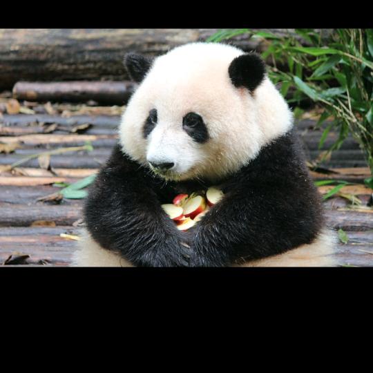 熊猫花花