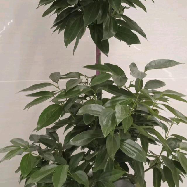人生苦短