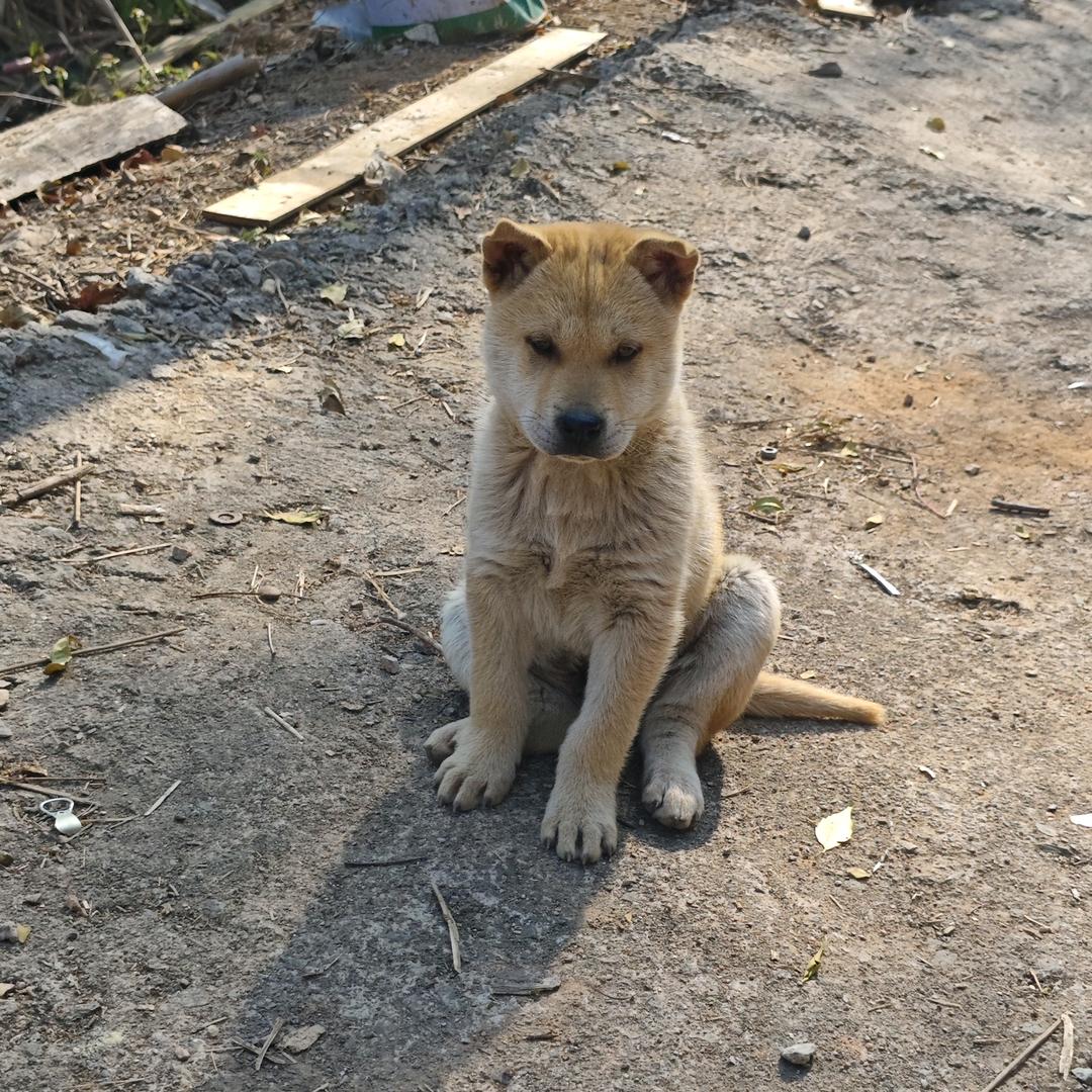 阿张 广西田园犬 土猎犬