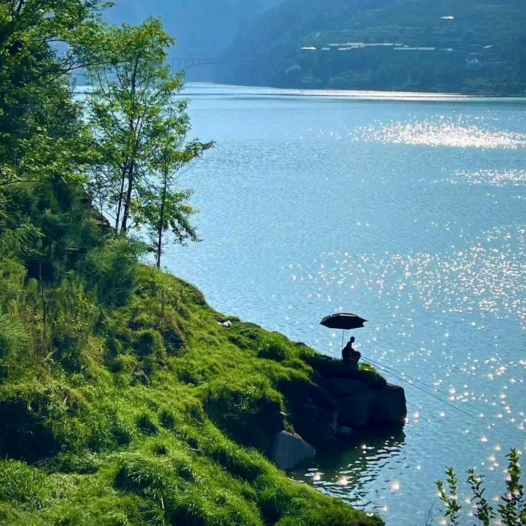 树秧秧