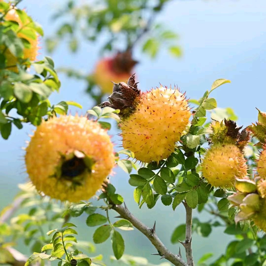 贵州桔诸特色严选