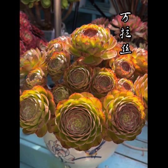 花格阁法师多肉