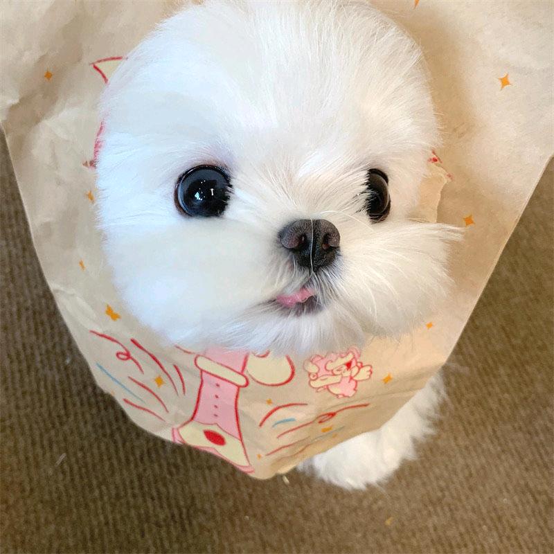 快乐肥仔水
