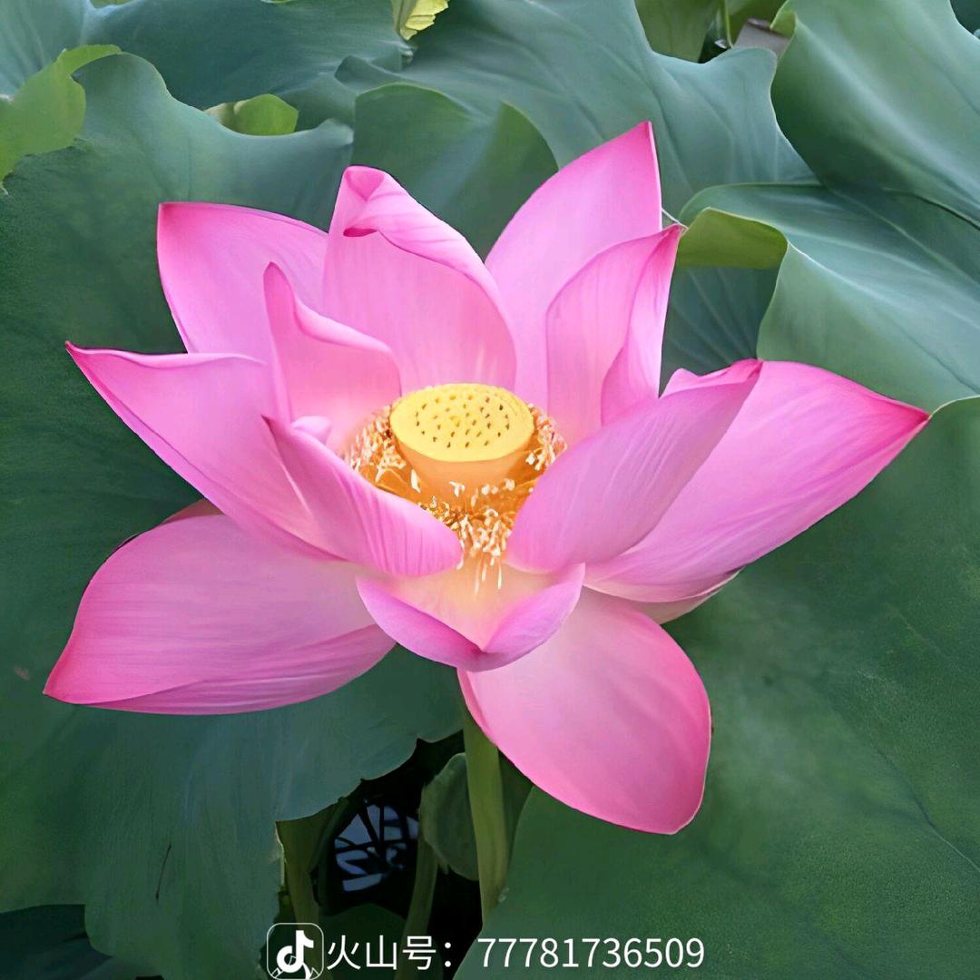 花好月圆……