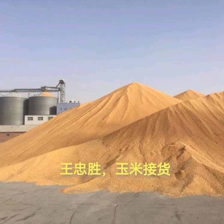 诸城玉米接货王忠胜