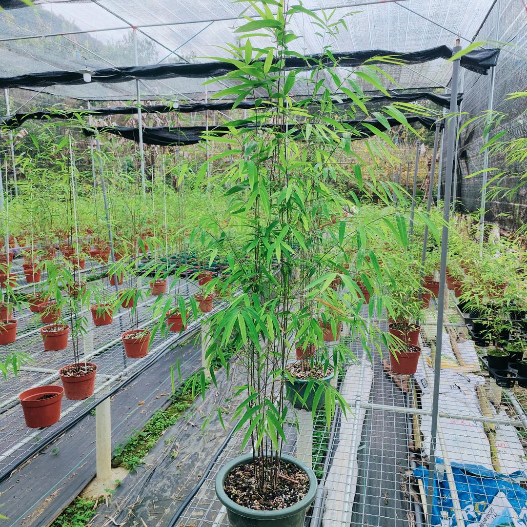 清风竹苑（内门竹）