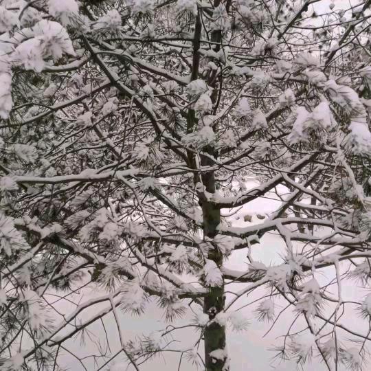 暮雪沉风