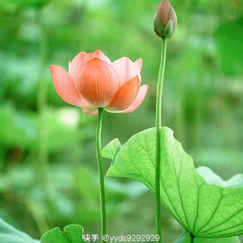 农村三妹