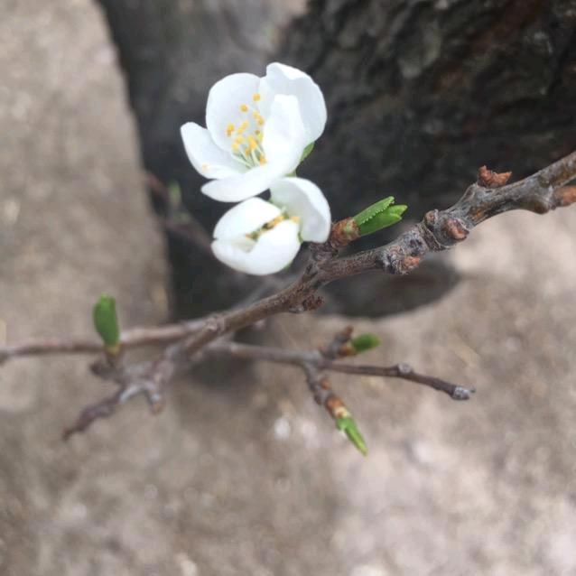 石头以前叫灏瀚