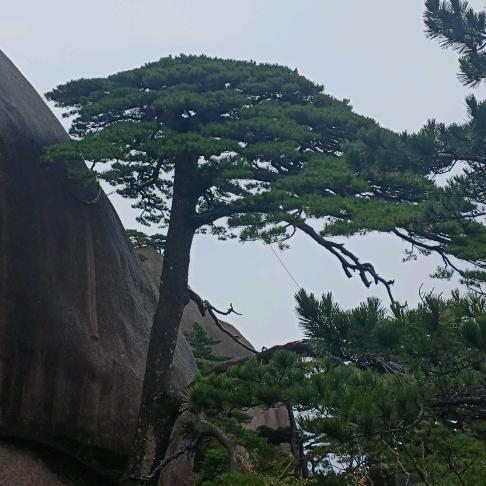 《随缘》