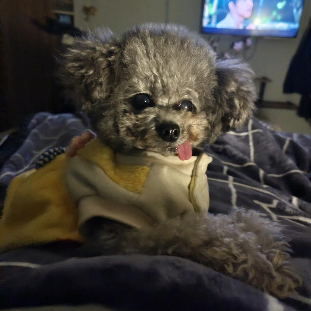 乐宠（上上签）