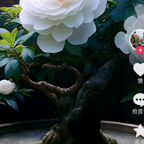 土豆姐