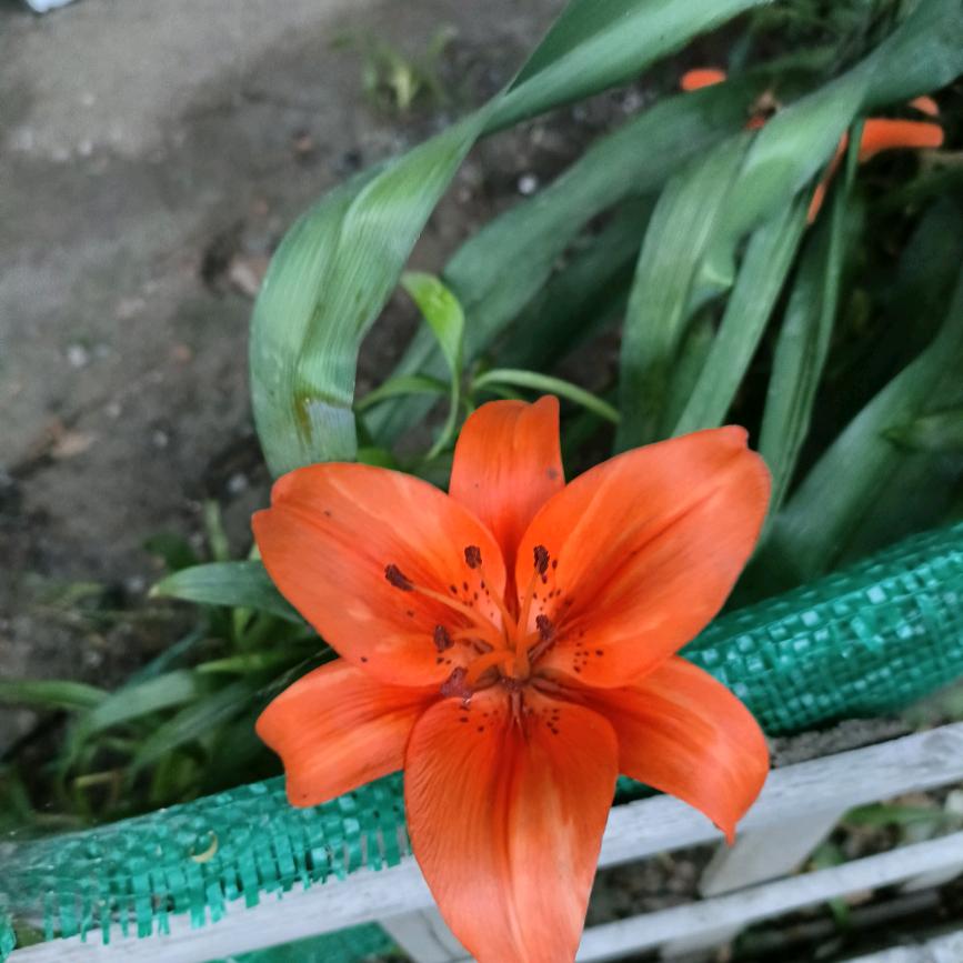 点点淋漓墨色