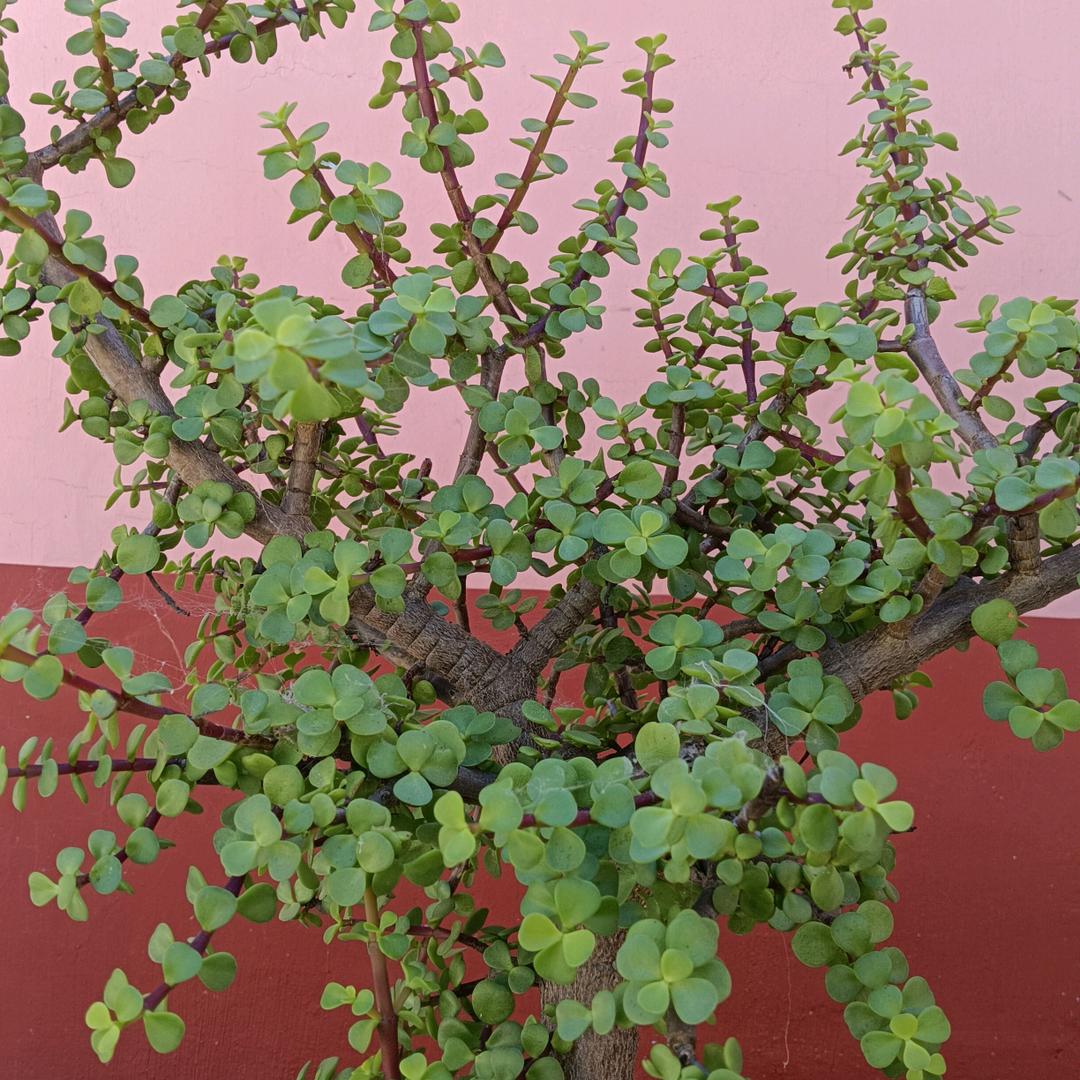 老李讲百草