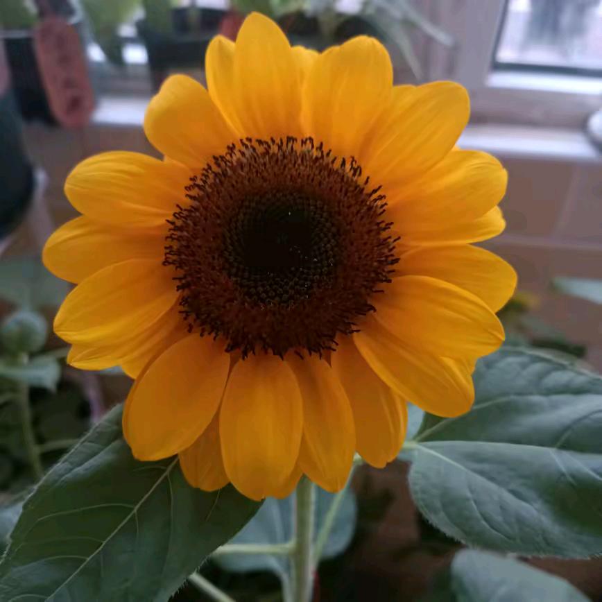 向日葵🌻