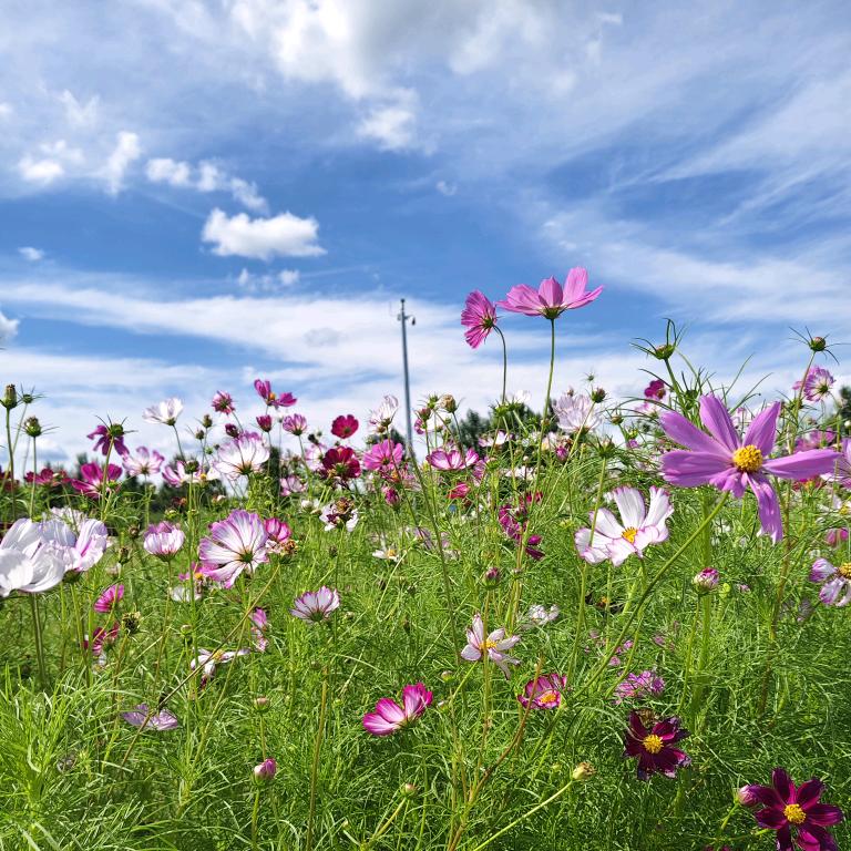 🌸花花草草🌿