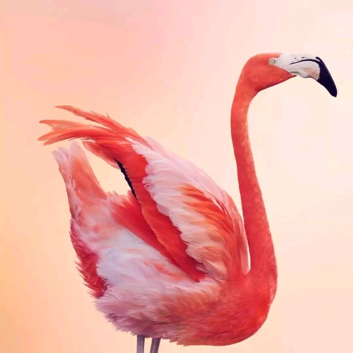 守护哥哥