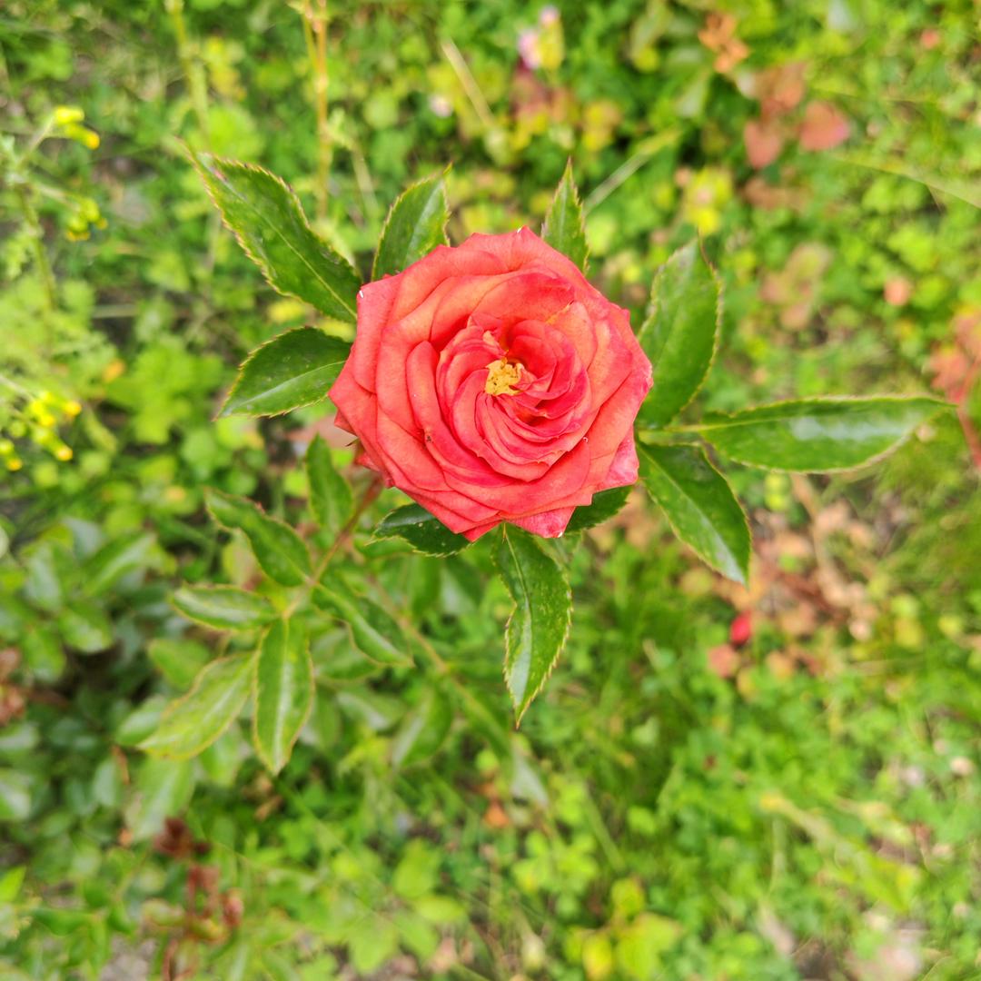 😀开开  心心😛