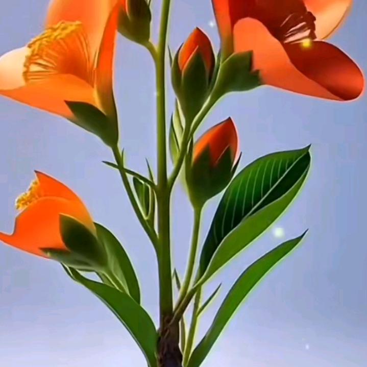 阳光