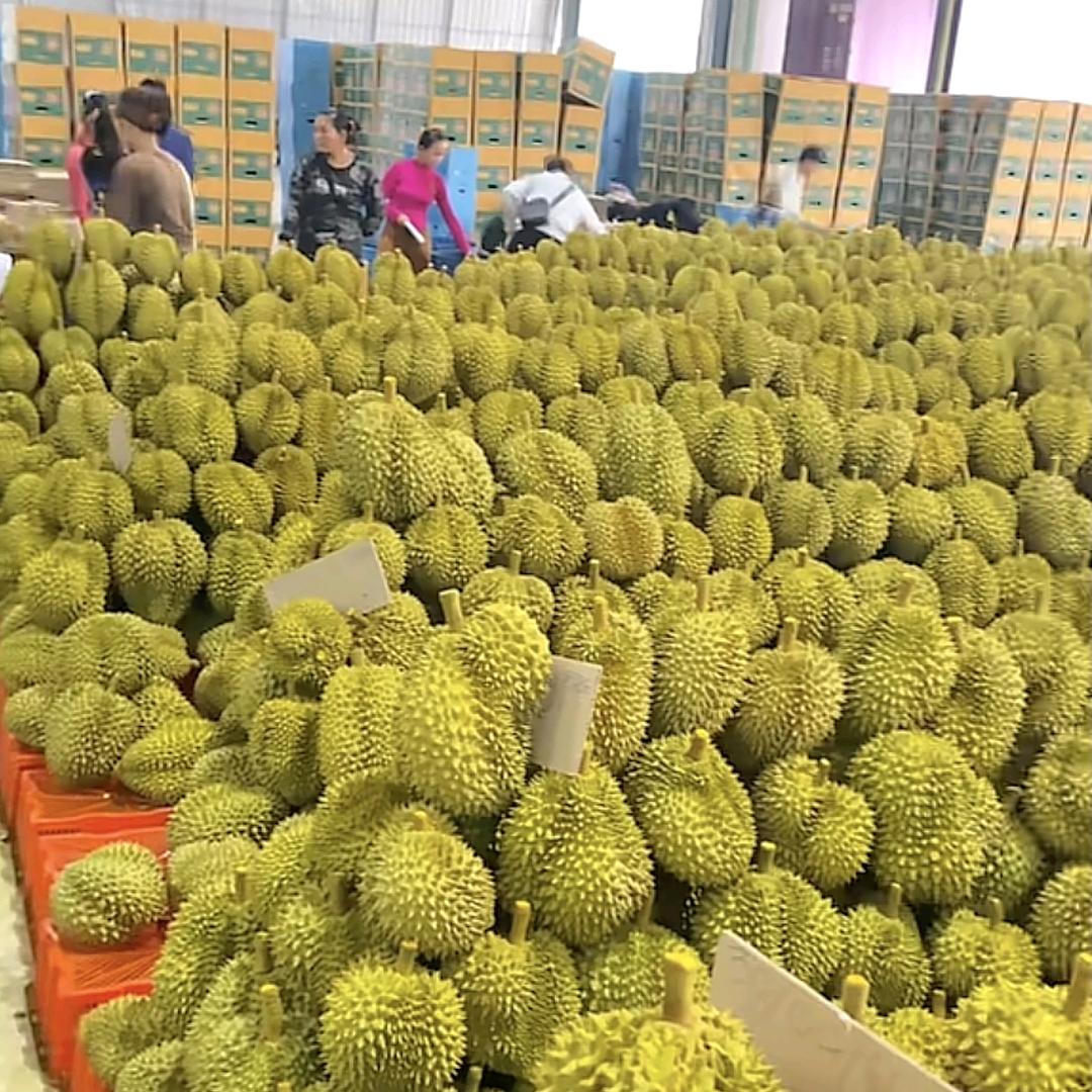 广东广西云南榴莲基地