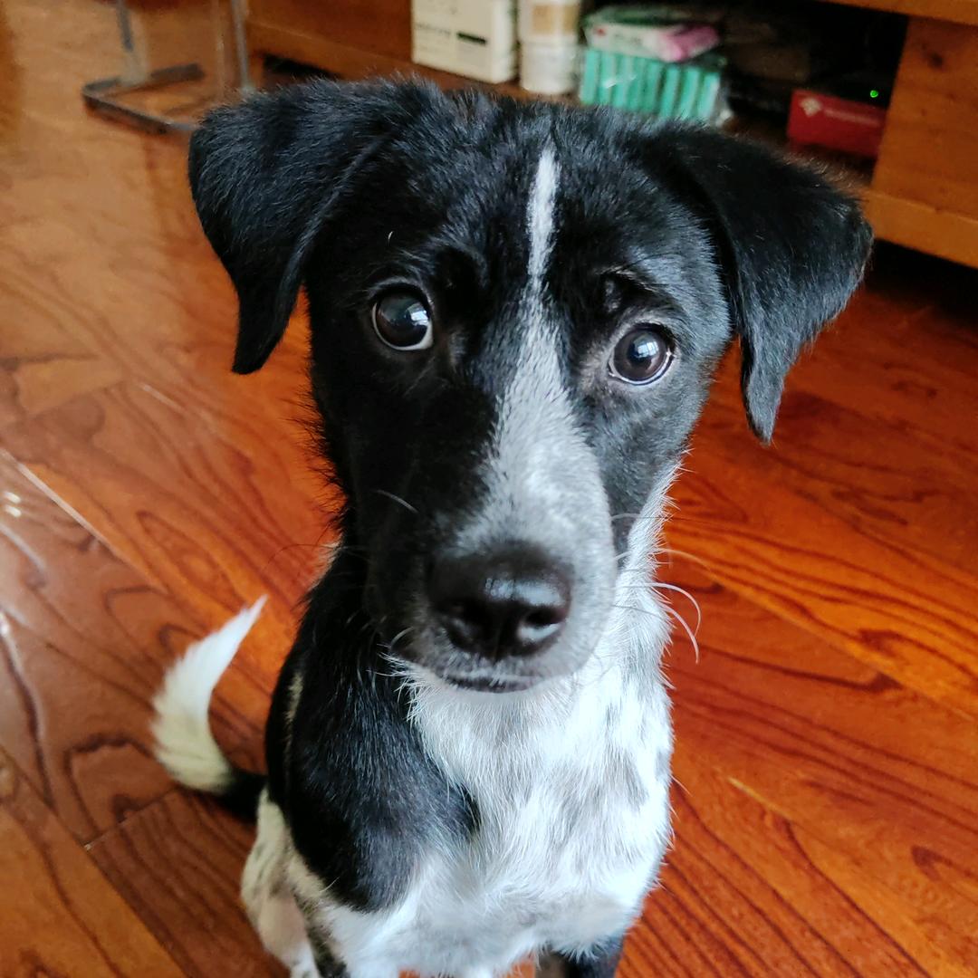 丑丑的小花犬