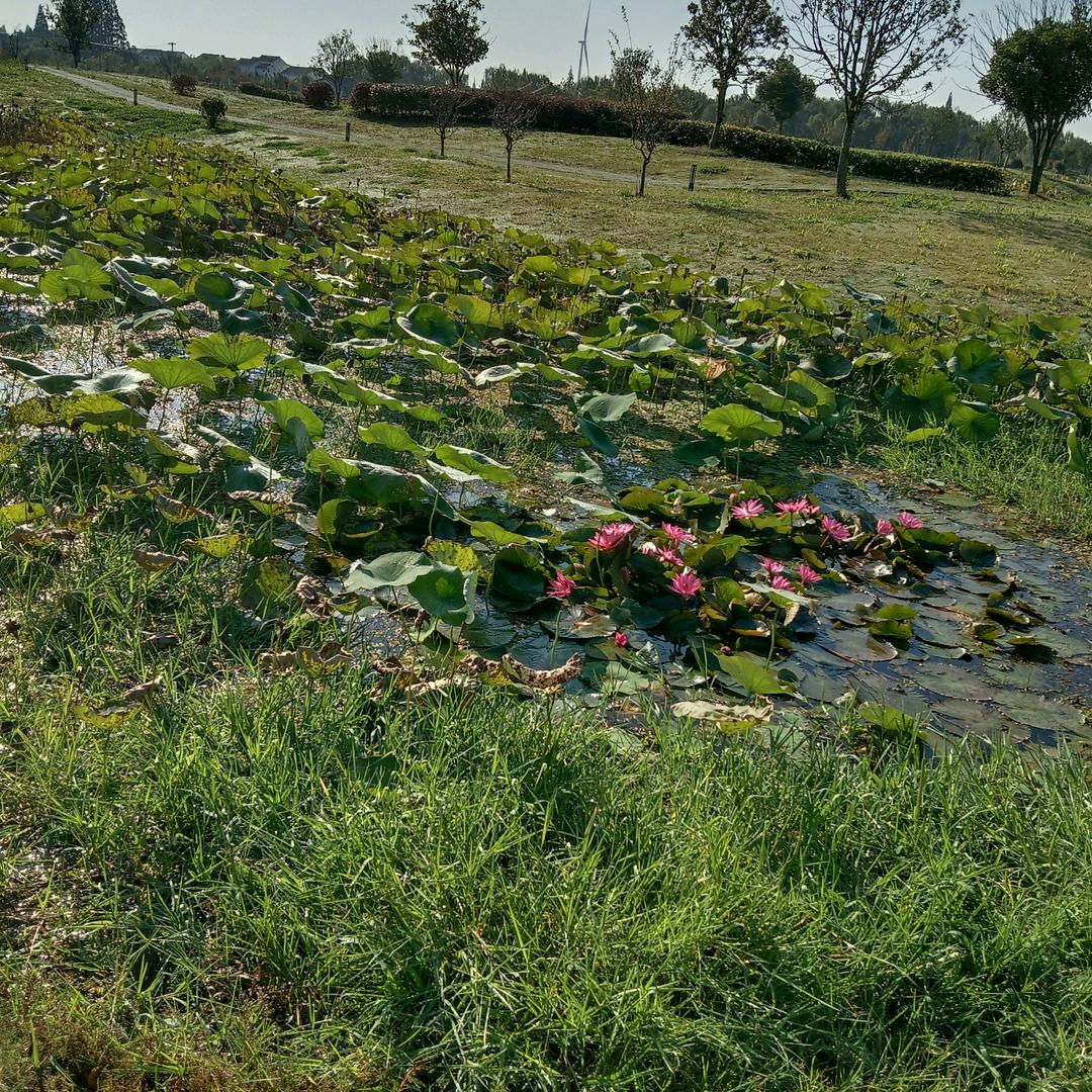 溧阳溧莎