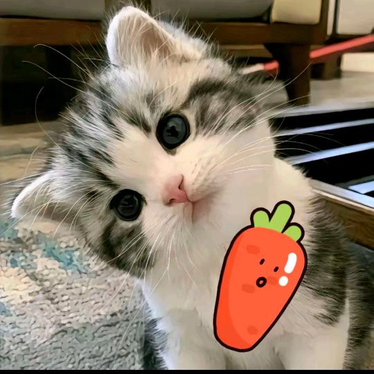 多肉桃🍑🍑